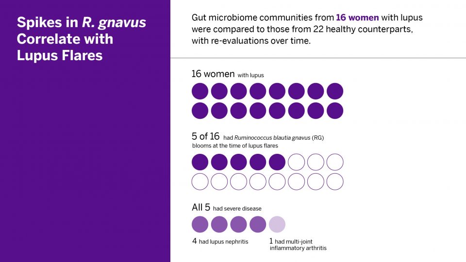 Significant gut microbiome instability was observed in patients with lupus that included transient growth spikes of RG and several other pathogenic species.